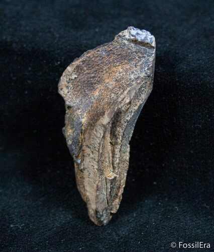HUGE Rooted Triceratops Tooth #1440